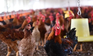 Ở Việt Nam đã ghi nhận một ổ dịch cúm gia cầm A/H5N6 tại Quảng Ninh.