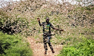 Dịch châu chấu sa mạc đang bùng phát tại một số quốc gia Trung Đông, châu Phi, Nam Á. 