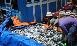 Bộ NN&PTNT cho biết, trong chiến lược phát triển kinh tế biển, sẽ giảm cường lực khai thác, tăng diện tích nuôi biển.