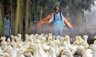 Dịch cúm gia cầm A/H5N6 đã xuất hiện ở 5 tỉnh thành trên cả nước