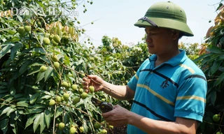 Bắc Giang đã lên các kịch bản tiêu thụ vải tươi trong năm 2020