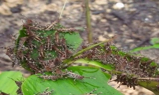 Từng đàn châu chấu di chuyển từ Trung Quốc đã xâm nhập vào khu vực Mường Nhé, Điện Biên