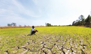 Hạn mặn gây thiệt hại 43.500 ha cây trồng ĐBSCL