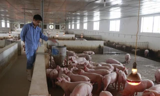 Nhiều cơ sở nhờ làm tốt khâu chăn nuôi an toàn sinh học, đàn lợn vẫn khỏe mạnh bình thường.