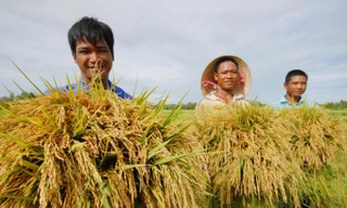 Sau vụ Đông Xuân thắng được mùa được giá ở Đồng bằng sông Cửu Long, Bộ NN&PTNT triển khai cấp bách để bảo vệ các trà lúa Đông Xuân phía Bắc.