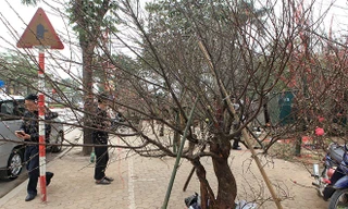 Thủ tướng nghiêm cấm chặt đào rừng chơi Tết