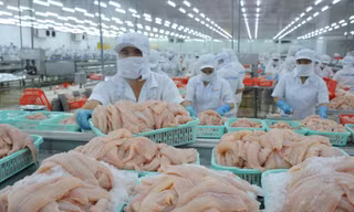Theo Bộ NN&PTNT, kim ngạch xuất khẩu cá tra giảm tới 40% so cùng kỳ năm ngoái 