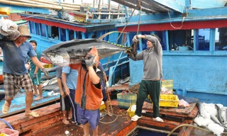 Bộ NN&PTNT đã ban hành Thông tư 13, sửa đổi những điểm chưa phù hợp, bất cập trong Thông tư 21, hiệu lực kể từ ngày 25/12 tới.