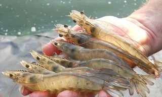 Bộ NN&PTNT đề nghị các lực lượng chức năng ngăn chặn tình trạng nhập lậu các loài tôm giống, tôm thương phẩm từ Trung Quốc, vì nguy cơ mang loại virus DIV1 trên tôm vào Việt Nam.