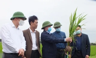 Lãnh Bộ NN&PTNT kiểm tra lúa Đông Xuân ở các tỉnh phía Bắc