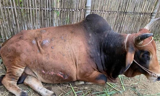 Trâu bò mắc bệnh viên da nổi cục xuất hiện vảy, lở loét, sẹo trên da 