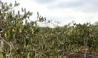 Hàng nghìn héc-ta cà phê ‘gồng mình’ chịu hạn 