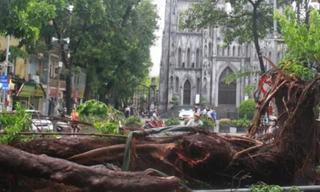 Cây đổ ngổn ngang trên phố Hàng Bài. Ảnh: Nguyễn Tuấn