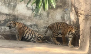 Nhân viên chuẩn bị thức ăn cho hổ ảnh: U.P 