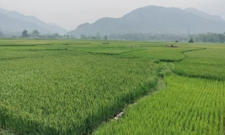 Dòng suối Thia cạn trơ đáy do thủy điện tích nước