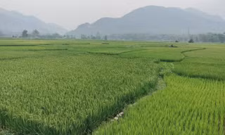 Dòng suối Thia cạn trơ đáy do thủy điện tích nước