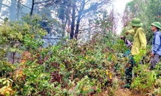 Hai cán bộ bị thương khi chữa cháy rừng thông