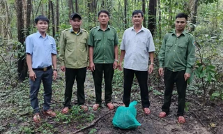 Lực lượng chức năng đã thả cá thể trăn đất về với tự nhiên