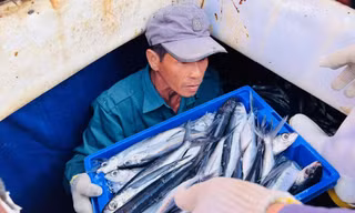 Các thuyền viên phấn khởi chuyển cá từ tàu lên bờ Ảnh: NN 