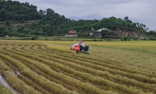 Trồng lúa ở Tây Nguyên vẫn còn cao