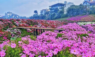 Hàng nghìn m2 đất Thung lũng hoa Hồ Tây được đấu giá cho thuê trên 700 triệu đồng/năm