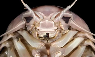 Bọ biển khổng lồ ở Việt Nam được công nhận là loài mới