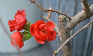 Mai đỏ Đài Loan hút khách Sài Gòn