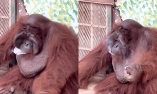 Xôn xao hình ảnh đười ươi hút thuốc trong Thảo cầm viên Sài Gòn, ban quản lý nói gì?