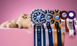 Hội yêu mèo tranh tài "siêu đáng yêu" tại Giải vô địch Mèo Toàn cầu