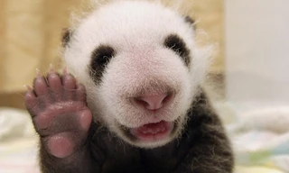 Gấu trúc một tháng tuổi biết cười và chào như người