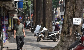 Vụ 3 cây sao đen chết ở phố Lò Đúc: Phong thủy hay sự sống?