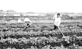 Bổ sung trung, vi lượng cho khoai tây