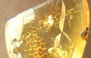 Thấy côn trùng hóa thạch cách đây 20 triệu năm