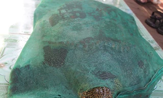 Xôn xao vì bắt được cua đinh hơn 30kg