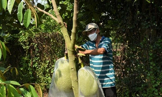 Nông dân ồ ạt trồng sầu riêng, mít, bơ, nhãn... ngành chức năng Bà Rịa-Vũng Tàu khuyến cáo 'nóng'