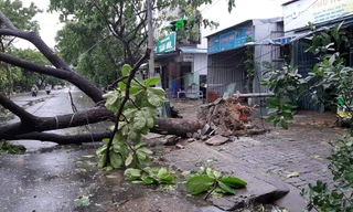 Mưa gió ào ào, cây bật gốc ngổn ngang ở Đà Nẵng