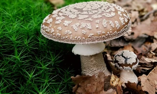 Ăn nấm lạ, gia đình 8 người ở Quảng Ngãi nhập viện vì ngộ độc