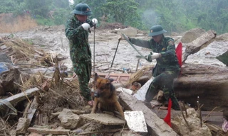 Chó nghiệp vụ xác định nhiều vị trí nghi ngờ có thi thể mất tích ở Trà Leng
