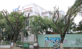 Hàng trăm cây xanh ở Đà Nẵng bất ngờ bị cắt trụi cành