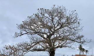 Cây xanh không lá trên đảo tiền tiêu 