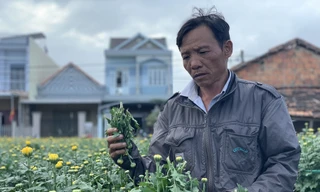 Ông Cao Minh Ngọc đau khổ nhìn những chậu hoa bị kẻ gian đập phá. Ảnh: Nguyễn Ngọc