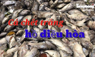 Cá chết trắng hồ điều hòa ở Đà Nẵng do rò rỉ nước thải