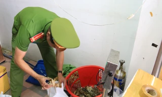 Công an lấy mẫu tôm hùm để kiểm tra làm rõ việc tôm bị bơm tạp chất