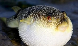 Cá nóc một trong những loại cá chứa độc tố cao. Ảnh: minh hoạ