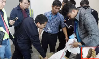 Lực lượng chức năng khám xét lô hàng vi phạm chứa vẩy tê tê