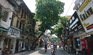 Ẩn hoạ từ những cây xanh chực đổ ở Hà Nội