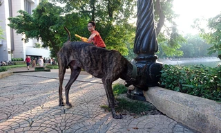 Chó thả rông không rọ mõm 'nghêng ngang' nhiều nơi đông người