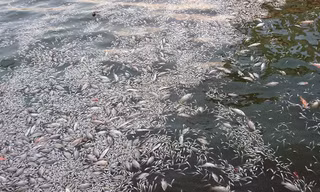 Cá chết nổi trắng góc hồ Tây