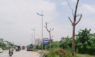 Hà Nội: Hàng loạt cây xanh chết khô trên đường nghìn tỷ