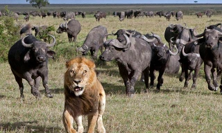 Trâu rừng đuổi sư tử. Ảnh minh họa.